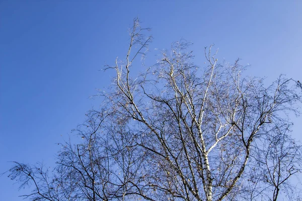 青い空に向かって木の枝 木のある青い空 — ストック写真