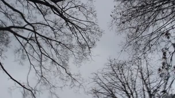 灰色の空に木の枝がある 冬の日だ曇りの日が多い ウクライナだ木の枝を通して灰色の空を見上げます 灰色の空の前に黒い枝 — ストック動画
