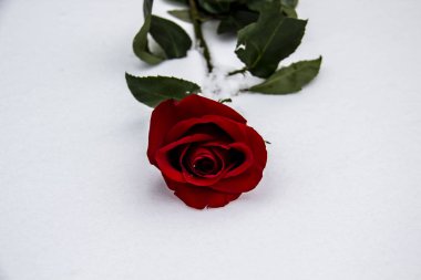 Karda kırmızı bir gül. Bir kış günü. Rose beyaz karda yatıyor. Güzel Kırmızı Gül. Kış karında yatan tek kırmızı gül..
