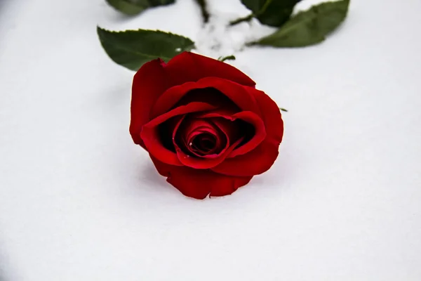 Eine Rote Rose Auf Dem Schnee Ein Wintertag Rose Liegt — Stockfoto