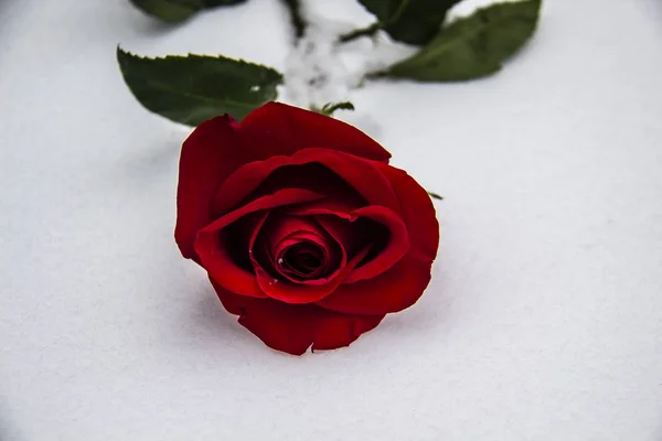 Une Rose Rouge Sur Neige Une Journée Hiver Rose Trouve — Photo