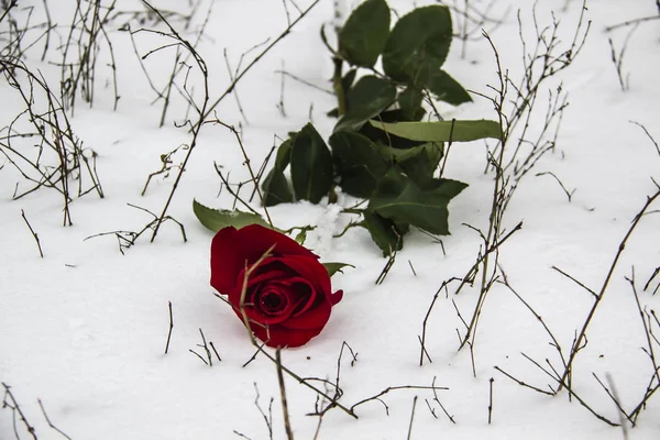 A red rose in the snow with the branches. A winter day. Love. Romantic in the cloudy day. A rose with the green leaves.