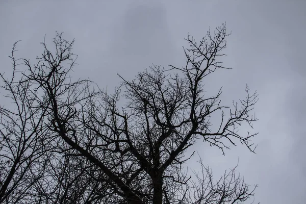 灰蒙蒙的天空上有一棵树分枝 冬天的一天 A主要是阴天 乌克兰 透过树枝仰望灰蒙蒙的天空 灰色天空前的黑色树枝 — 图库照片