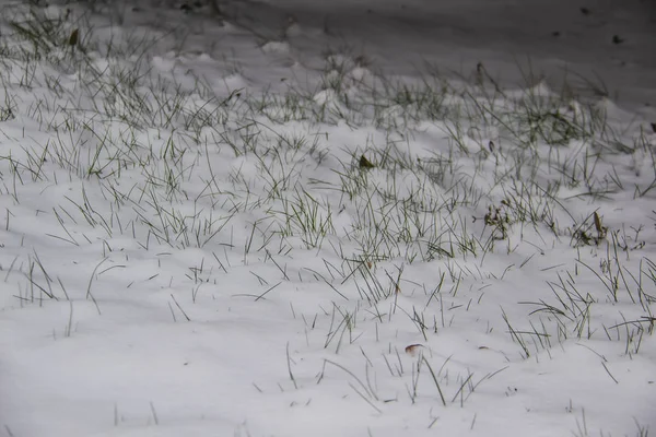 雪下长出了一片绿草 冬天的时候 — 图库照片