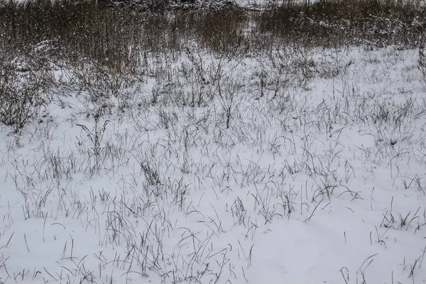 Hierba Bajo Nieve Una Hierba Seca Invierno —  Fotos de Stock