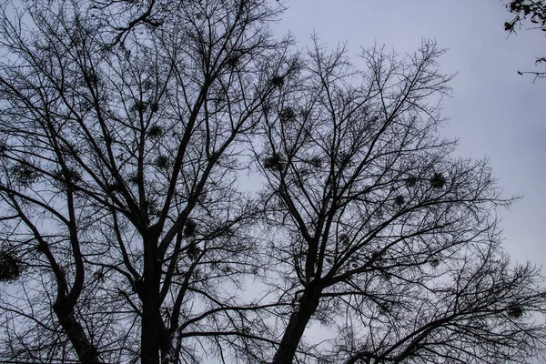 木は空に向かって枝分かれする 裸の枝の模様を見上げ — ストック写真