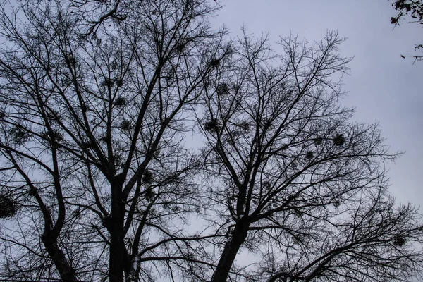 Árbol Ramifica Contra Cielo Mirando Patrón Ramas Desnudas — Foto de Stock