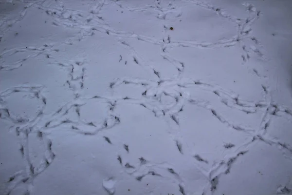 Stopy Ptáků Sněhu Zimě — Stock fotografie