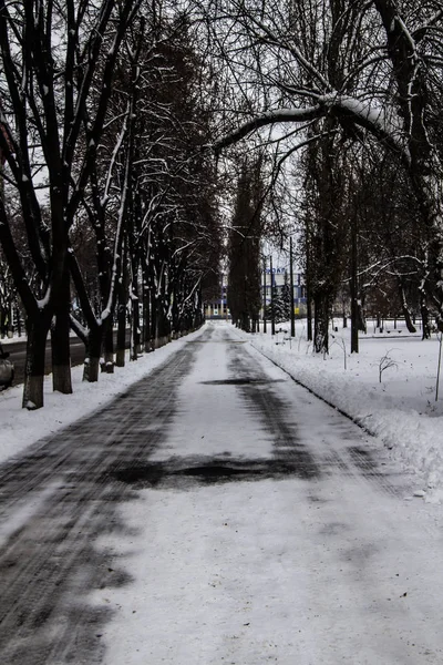 Δρόμος Στο Χιόνι Δέντρα Χειμωνιάτικη Μέρα Άσφαλτος Στο Χιόνι — Φωτογραφία Αρχείου