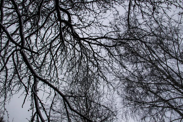 这棵树在天空中分枝 仰望光秃秃的枝条的花纹 — 图库照片
