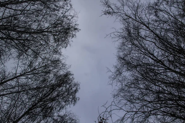 Arbre Ramifie Contre Ciel Regardant Schéma Des Branches Nues — Photo