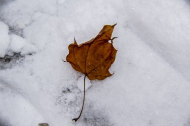Kışın karda kahverengi bir yaprak. Yapraklı karlı arka plan.