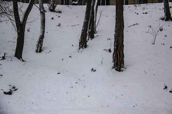 冬天雪地上的树 — 图库照片