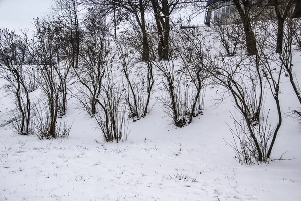 Fák Hóban Télen — Stock Fotó