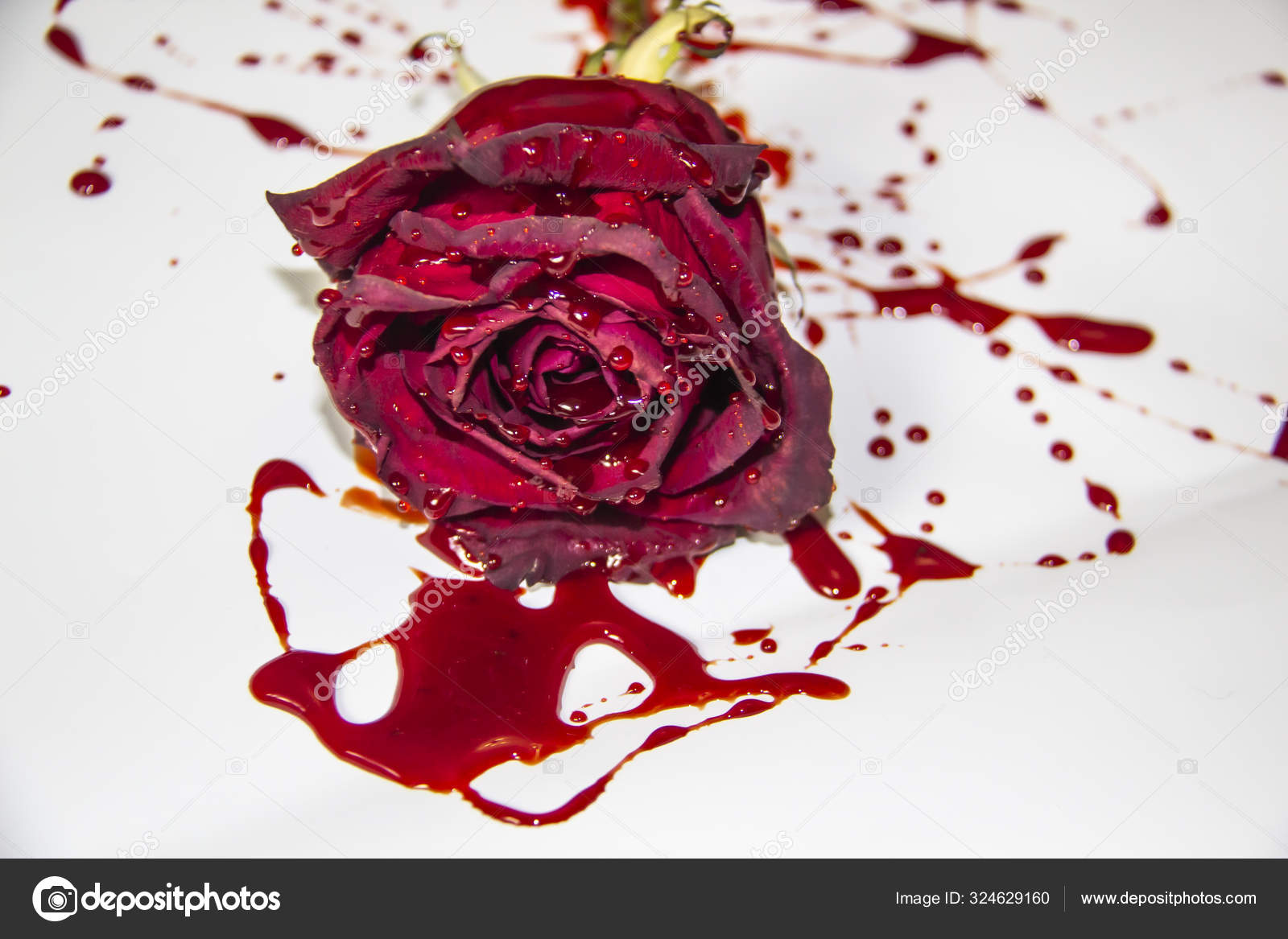 Blood Rose Wallpaper  Download to your mobile from PHONEKY