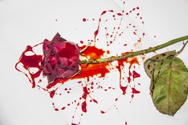 Beyaz arka planda Kanlı bir gül. Kanında bir Burgonya gülü