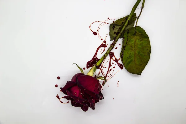 Bloody Rose White Background Burgundy Rose Blood — Stock Photo, Image