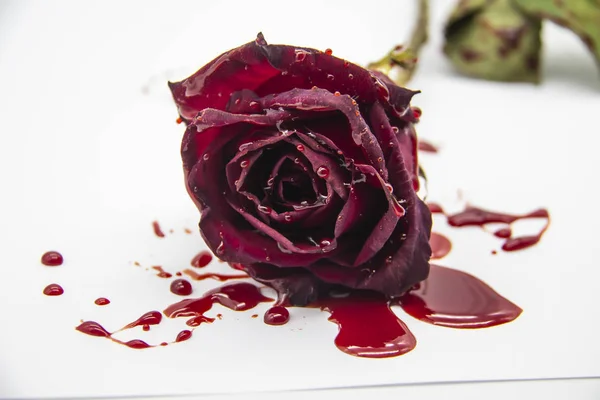 Кровавая Роза Белом Фоне Бургундская Роза Крови — стоковое фото