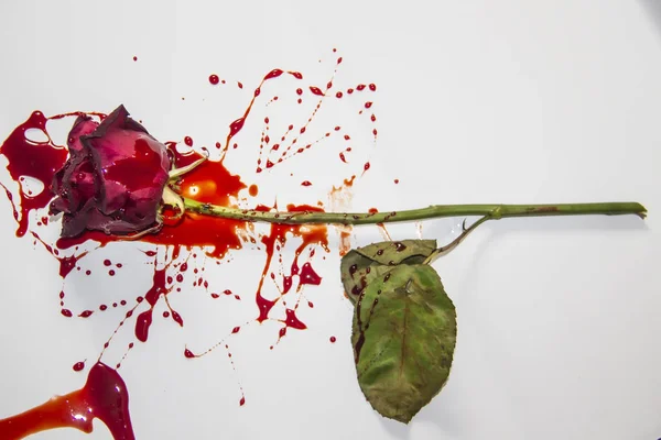 Eine Blutige Rose Auf Weißem Hintergrund Eine Weinrote Rose Blut — Stockfoto