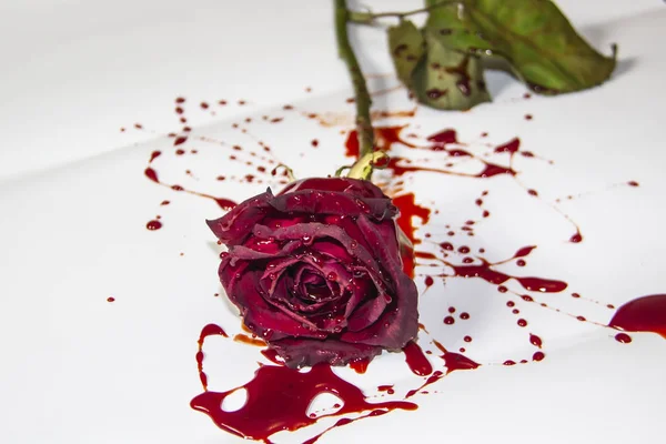 Bloody Rose White Background Burgundy Rose Blood — Stock Photo, Image