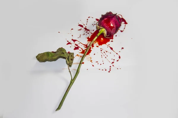 Véres Rózsa Fehér Háttérrel Egy Burgundi Rózsa Vérben — Stock Fotó