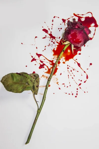 Eine Blutige Rose Auf Weißem Hintergrund Eine Weinrote Rose Blut — Stockfoto