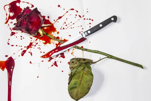 Beyaz arka planda bıçaklı Kanlı bir gül. Bir Burgundy gülü ve kanında bir bıçak