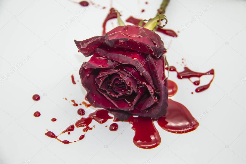 a Bloody rose on a white background. A Burgundy rose in the blood