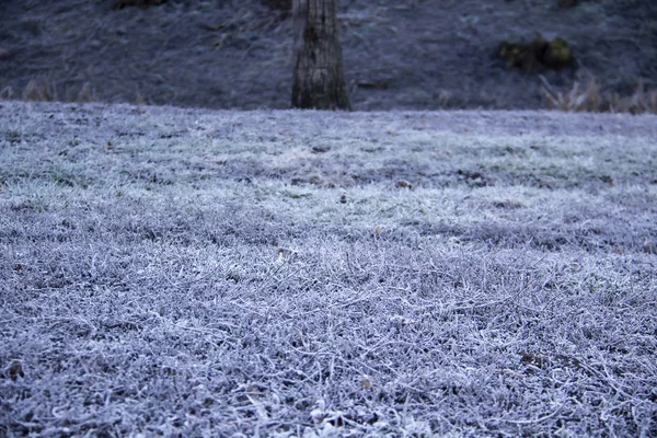 Schönes Gras Raureif Winterlandschaft Ein Gras Unter Dem Schnee Gras — Stockfoto