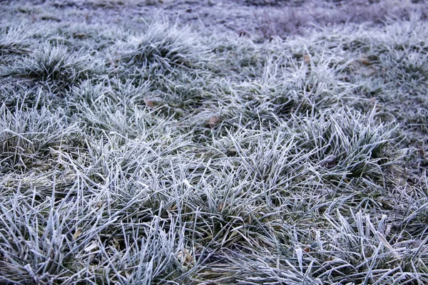 多年冻土中美丽的草地 冬季风景 雪下的草 覆盖着冰和冻土的草丛 — 图库照片