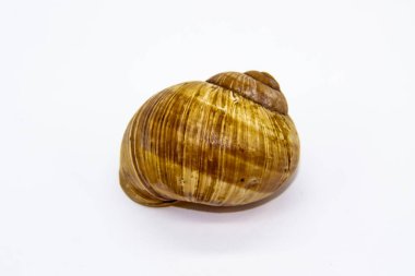 Beyaz arka plana karşı boş bir salyangoz kabuğu. Salyangoz kabuğu beyaz üzerine izole