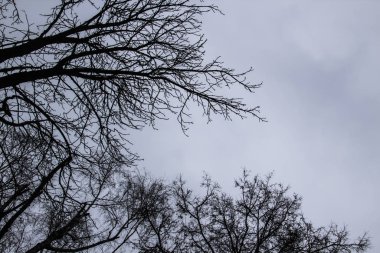 Gri gökyüzünde bir ağaç dalları. Çoğunlukla kasvetli bulutlu bir gün. Ağaç dalları arasından gri gökyüzüne bakıyorum. Gri gökyüzünün önünde güzel siyah dallar. Gri gökyüzüne karşı çıplak ağaçlar.