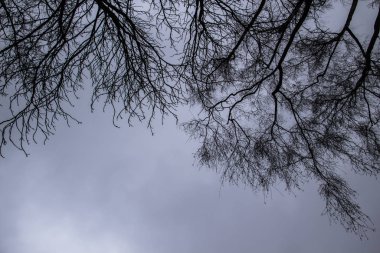 Gri gökyüzünde bir ağaç dalları. Çoğunlukla kasvetli bulutlu bir gün. Ağaç dalları arasından gri gökyüzüne bakıyorum. Gri gökyüzünün önünde güzel siyah dallar. Gri gökyüzüne karşı çıplak ağaçlar.