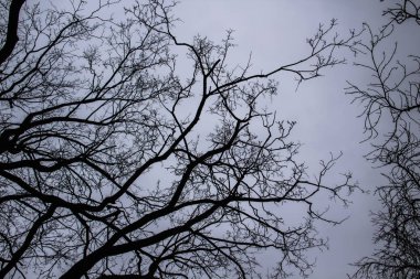 Gri gökyüzünde bir ağaç dalları. Çoğunlukla kasvetli bulutlu bir gün. Ağaç dalları arasından gri gökyüzüne bakıyorum. Gri gökyüzünün önünde güzel siyah dallar. Gri gökyüzüne karşı çıplak ağaçlar.
