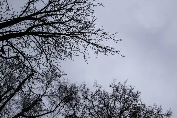 Arbre Ramifie Sur Ciel Gris Une Journée Nuageuse Principalement Sombre — Photo