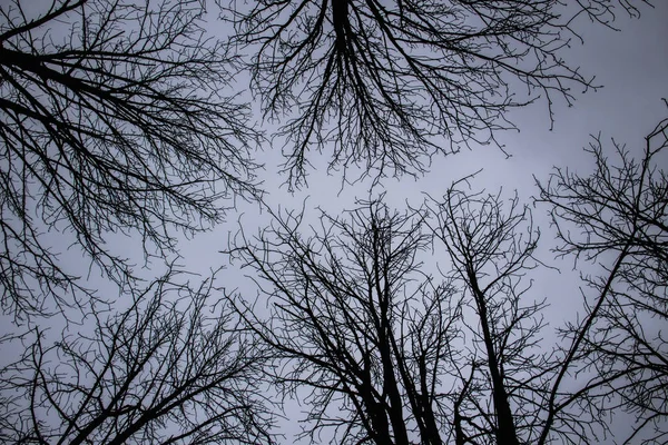 灰蒙蒙的天空上有一棵树分枝 主要是阴天 透过树枝仰望灰蒙蒙的天空 灰色天空前美丽的黑色枝条 光秃秃的树在灰蒙蒙的天空下 — 图库照片