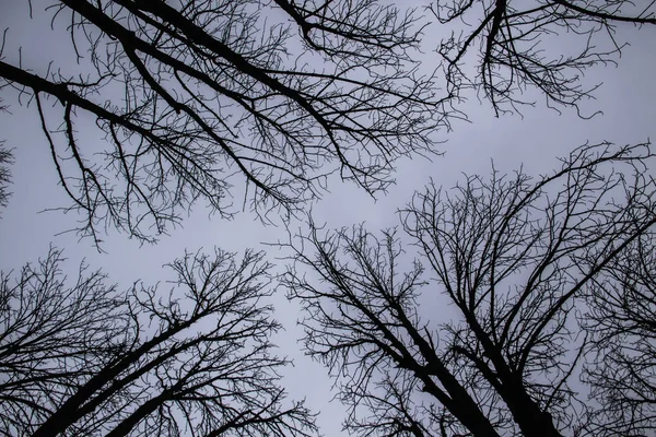 A tree branches on the grey sky. A Mainly gloomy cloudy day. Looking up to grey sky through tree branches. Beautiful black branches in front of grey sky. Naked trees against gray sky.