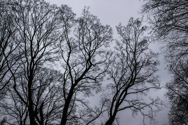 Uma Árvore Ramifica Céu Cinzento Dia Sobretudo Sombrio Nublado Olhando — Fotografia de Stock