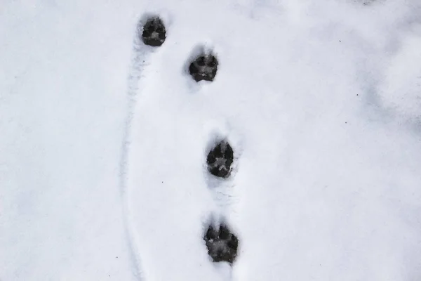 Huellas Del Perro Nieve Huellas Perro Contra Fondo Nieve —  Fotos de Stock