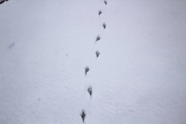 Ślady Ptaków Śniegu Ptaki Ślady Tle Śniegu — Zdjęcie stockowe