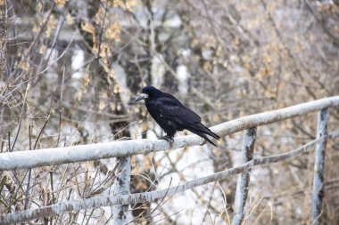 Arkasında ağaçlar olan metal bir çitte oturan siyah bir karga.
