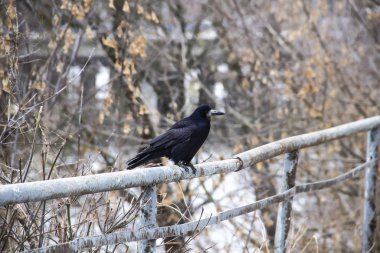 Arkasında ağaçlar olan metal bir çitte oturan siyah bir karga.