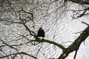 Nehrin yukarısındaki dalda oturan siyah bir karga