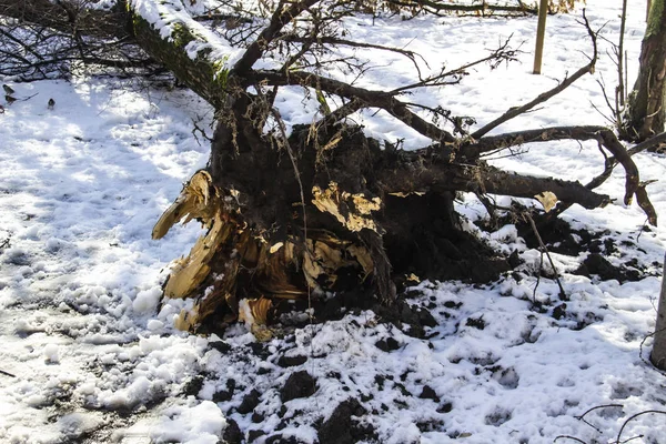 Коріння Старого Дерева Вириваються Стирчать Над Землею Взимку Сильний Вітер — стокове фото