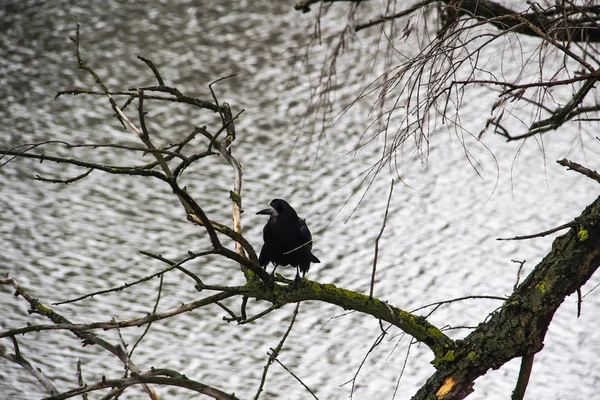 Corbeau Noir Assis Sur Branche Dessus Rivière — Photo