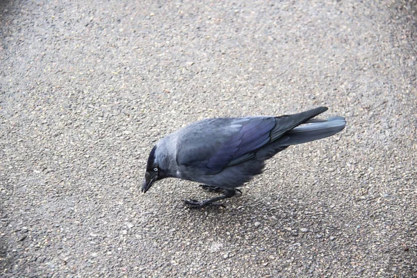 Jackdaw Kaldırımda Bir Şey Arıyor Karga Asfalt Arkaplanı Ararken Eğildi — Stok fotoğraf