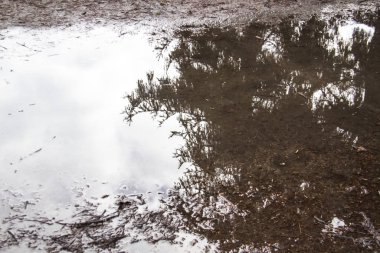 Ağaçlı su birikintisi suda yansıyor.