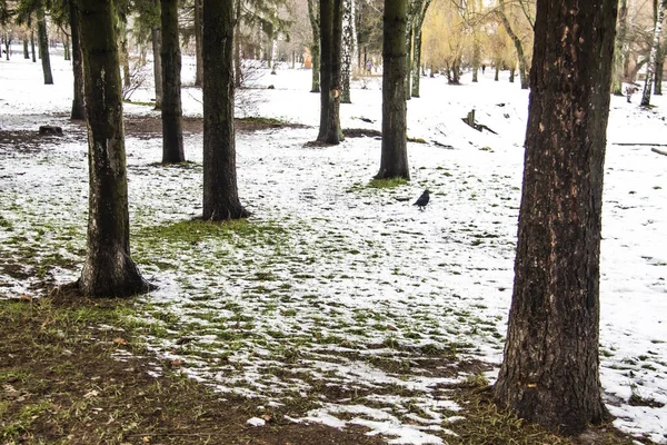 Sníh Zelené Trávě Mezi Stromy Jackdaw Walking Snow — Stock fotografie