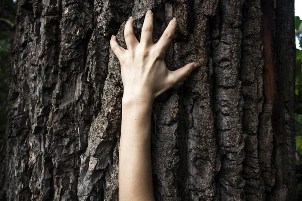 Die Hand Der Frau Bewegt Sich Auf Dem Baum Kann — Stockfoto