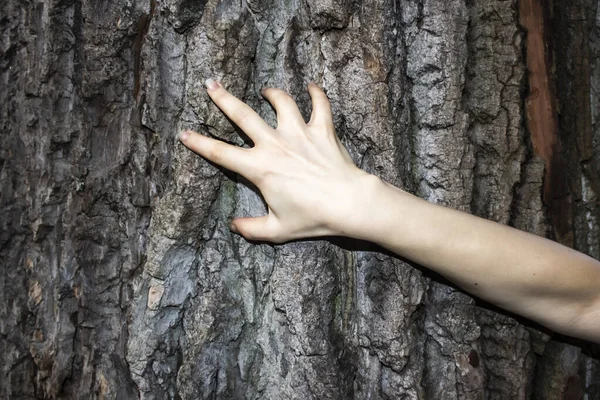 Рука Жінки Рухається Дереві Може Використовуватися Жахливому Дизайні Жіноча Рука — стокове фото
